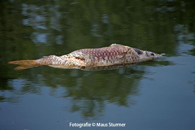 Dilzen-Maasmechelen (320).jpg - Een dode karper in het water. Helaas, de meeuwen die ervan zaten te eten, vliegen ze net weg.